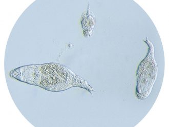 Mixed Rotifers, Living