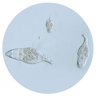 Mixed Rotifers, Living