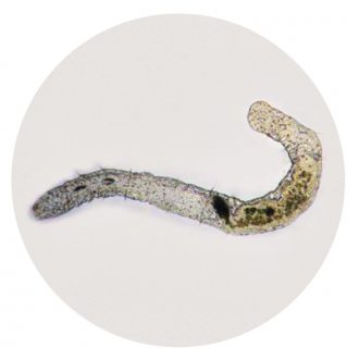 Aeolosoma, Freshwater Annelid, Living