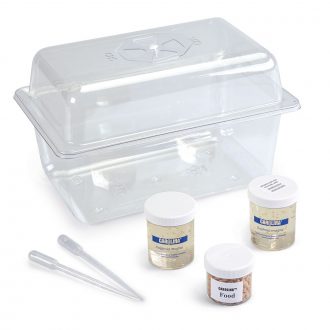 Daphnia magna Culture Kit, Living