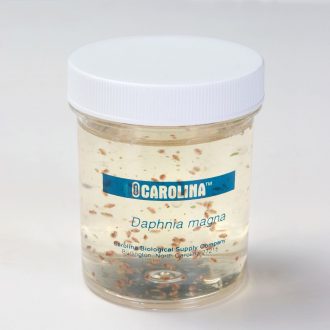 Daphnia magna Culture 8-Pack, Living