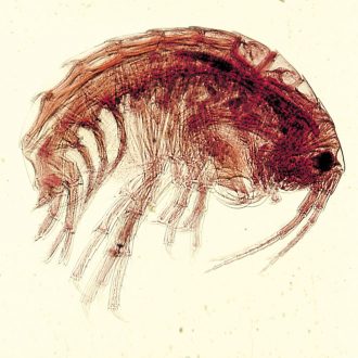 Amphipods, Living