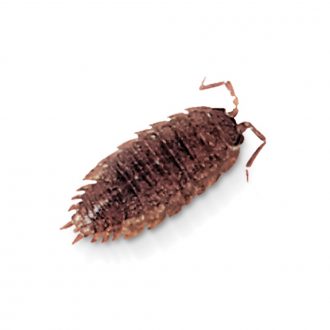 Pill Bugs/Sow Bugs, Living, Species Vary, Pack 12