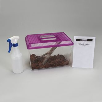 Millipede Habitat