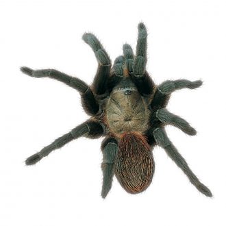 Tarantula, Living