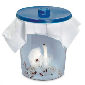 Milkweed Bug (Oncopeltus fasciatus) Culture Kit