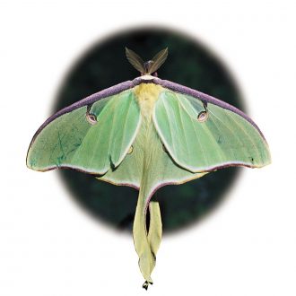 Moth Cocoons, Living, Pack of 3