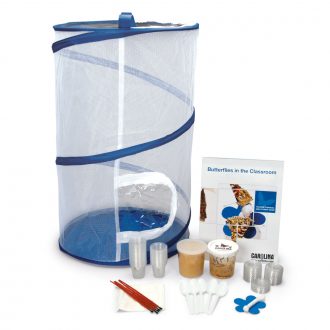 Butterflies in the Classroom Kit (with live caterpillars)