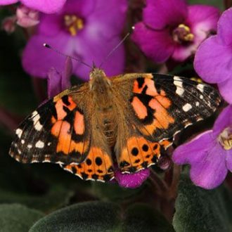 Painted Lady Butterfly Life Stages, Adult, Living