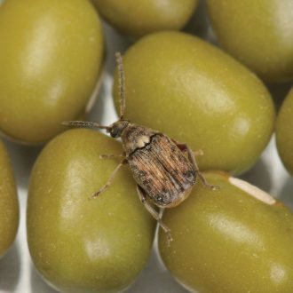 Bean Beetle Culture, Living
