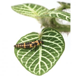 Lady Beetle Larvae (Coleomegilla maculata), Living