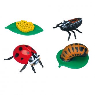 Ladybug Life Cycle Stages Set