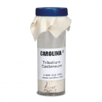 Red Flour Beetles (Tribolium castaneum), Living