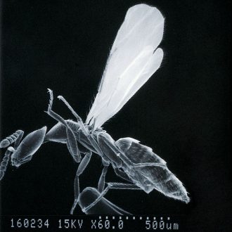WOWBugs (Melittobia digitata), Living, Culture of 50-100