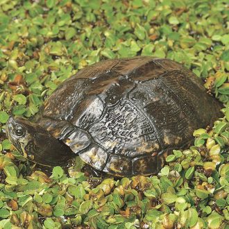 Turtle, Large (8-10''), Living