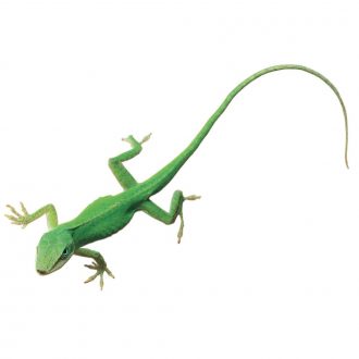 Anolis carolinensis, Living, Small, Unsexed, Pack of 3