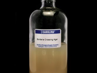 Crossing (Sordaria) Agar, Prepared Media Bottle, 125 mL