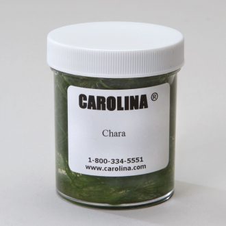 Chara (Algae), Living