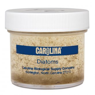 Field-Collected Mixed Diatoms Culture, Living