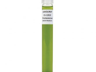 Protococcus, Living, Liquid Culture