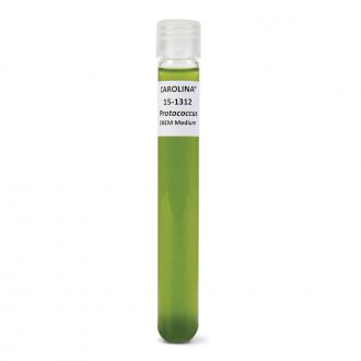 Protococcus, Living, Liquid Culture