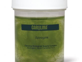 Spirogyra Culture, Living