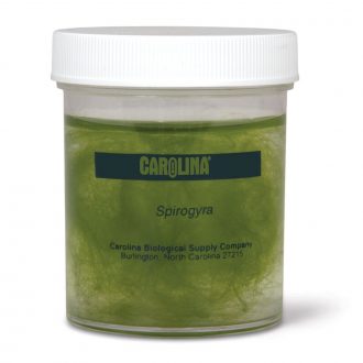 Spirogyra Culture, Living