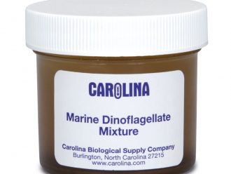 Marine Dinoflagellate Mixture, Living