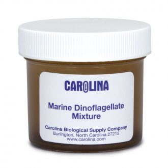 Marine Dinoflagellate Mixture, Living
