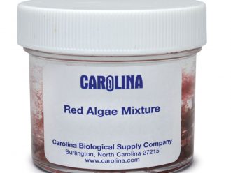 Red Algae Mixture, Living