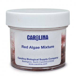 Red Algae Mixture, Living