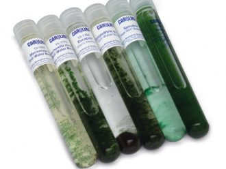 Cyanobacteria Set