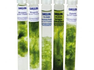 Filamentous Green Algae Set, Living