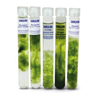 Filamentous Green Algae Set, Living
