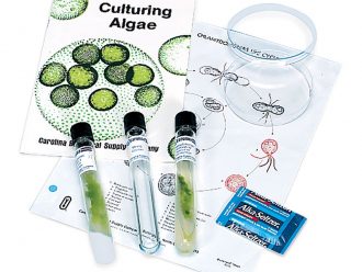 Chlamydomonas Mating Kit, Living