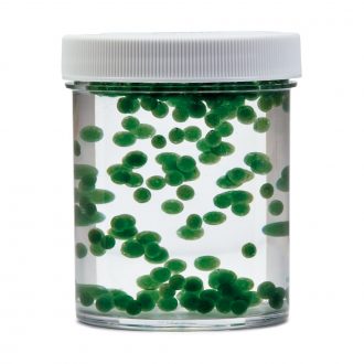 Cyanobacteria Beads, Anabaena, Living, Pack of 200