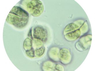 Eucapsis, Living