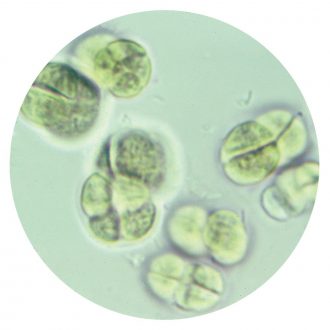 Eucapsis, Living