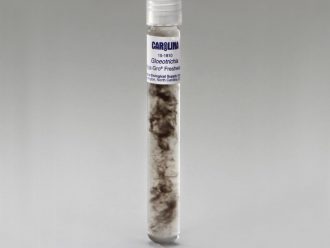Gloeotrichia, Living