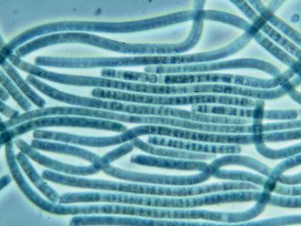 Oscillatoria, Living
