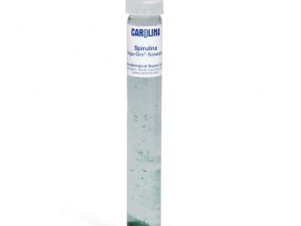 Spirulina major, Living