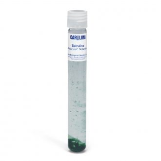 Spirulina major, Living