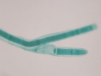 Tolypothrix, Living