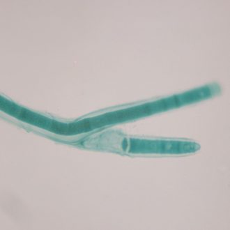 Tolypothrix, Living