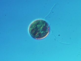Chlamydomonas, Large Form, Living