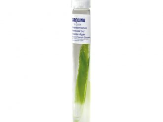Chlamydomonas moewusii (+), Bacteria-Free, Living