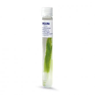 Chlamydomonas moewusii (+), Bacteria-Free, Living