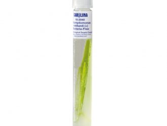 Chlamydomonas reinhardi (+), Bacteria-Free, Living
