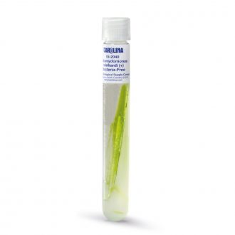 Chlamydomonas reinhardi (+), Bacteria-Free, Living