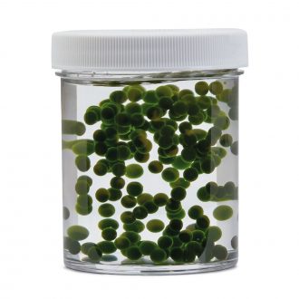 Algae Beads, Chlorella, Living, Pack of 200